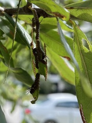 Anisota pellucida