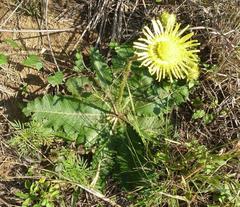 Berkheya radula