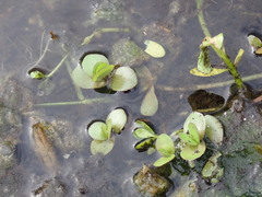 Bacopa repens