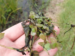 Bacopa repens