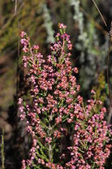 Erica lucida