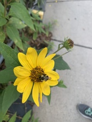 Helianthus divaricatus