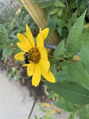 Helianthus divaricatus
