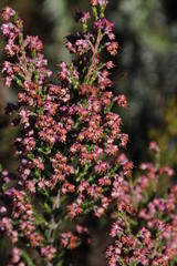 Erica lucida