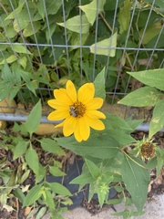 Helianthus divaricatus