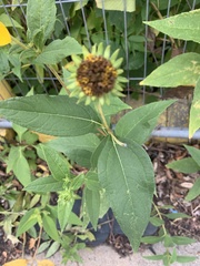 Helianthus divaricatus