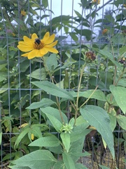 Helianthus divaricatus