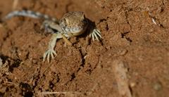 Ptenopus garrulus maculatus