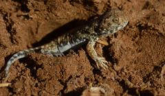 Ptenopus garrulus maculatus