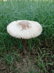 Chlorophyllum molybdites