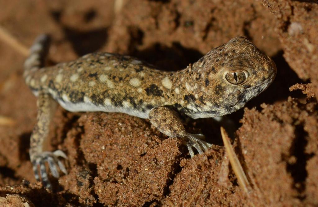 Spotted Barking Gecko (Biogaps (s Afr) Pentad 3300_2455: Species List ...