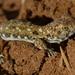 Spotted Barking Gecko - Photo (c) pietermier, some rights reserved (CC BY-NC)