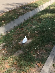 Columba livia domestica