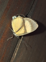 Setabis myrtis