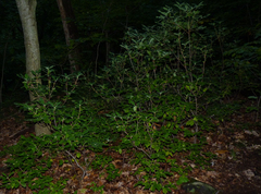 Rhododendron prinophyllum