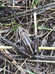 Rana amurensis