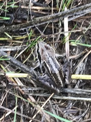 Rana amurensis