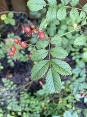Rosa multiflora
