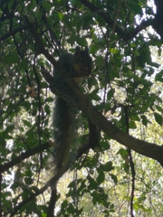 Sciurus niger limitis