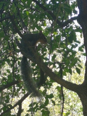 Sciurus niger limitis