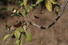Heteromorpha arborescens abyssinica