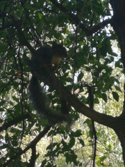 Sciurus niger limitis