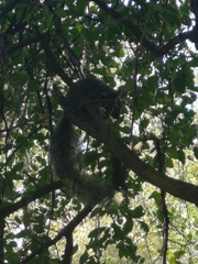 Sciurus niger limitis