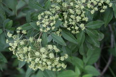 Heteromorpha arborescens abyssinica