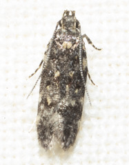 Chionodes formosella