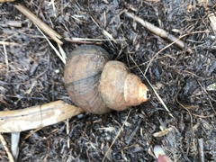 Cipangopaludina ussuriensis