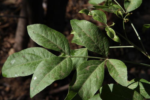 parsleytree