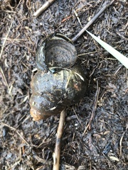 Cipangopaludina ussuriensis