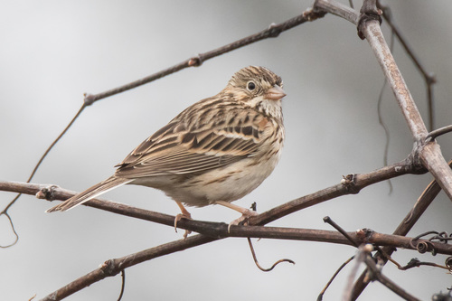 Vesper Sparrow