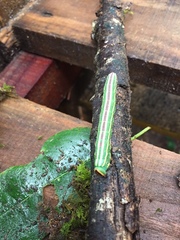 Lapara coniferarum