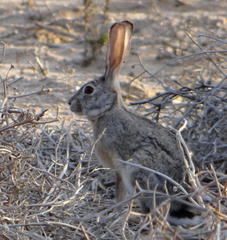 Lepus capensis capensis