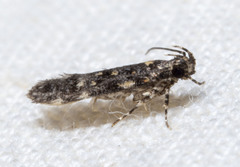 Chionodes formosella