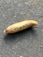 Cydalima perspectalis