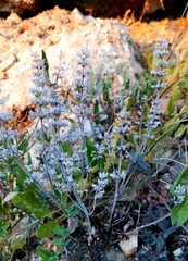 Thymus pannonicus