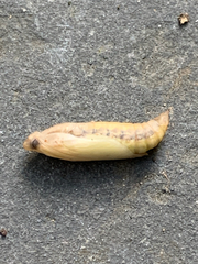 Cydalima perspectalis