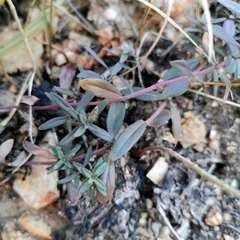 Thymus pannonicus
