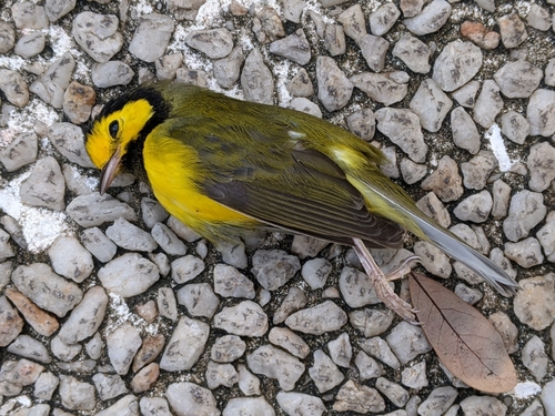 Setophaga citrina image