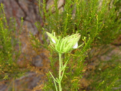 Cordylanthus rigidus setigerus