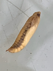 Cydalima perspectalis