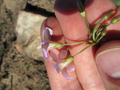 Oxalis lateriflora