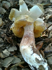 Boletus aereus