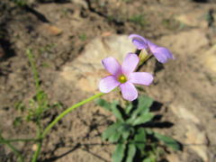 Oxalis lateriflora