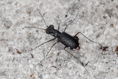 Cicindela scabrosa