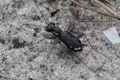 Cicindela scabrosa