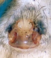 Pardosa californica