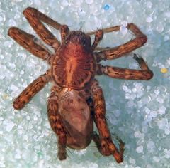 Pardosa californica